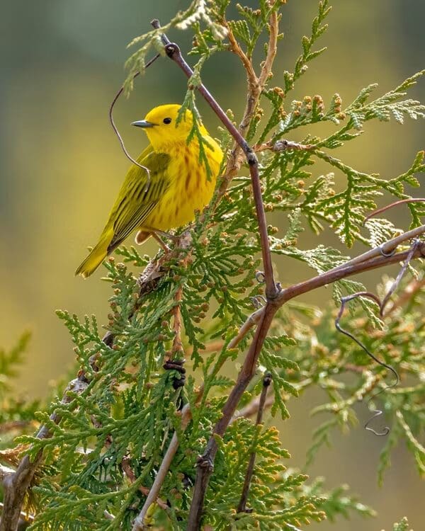 Yellow bird perched on a green branch.