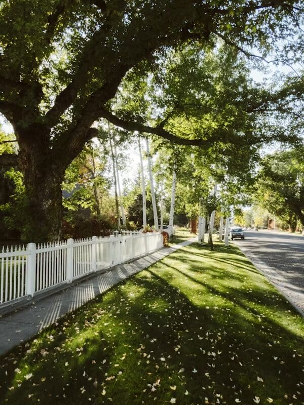 Shaded street with white picket fence