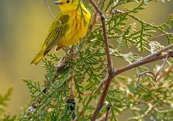 Yellow bird perched on a green branch.